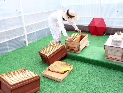 茶屋町で都市養蜂スタート