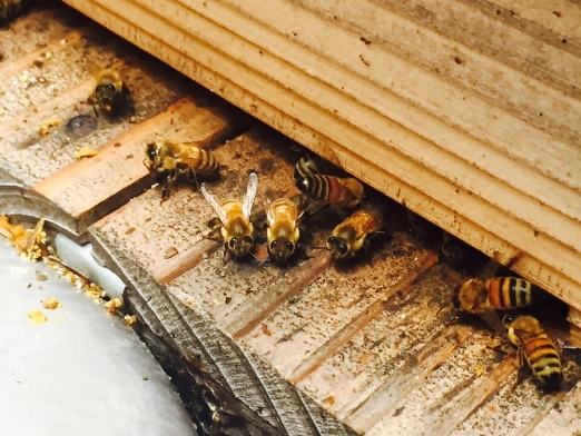 ミツバチたちの様子