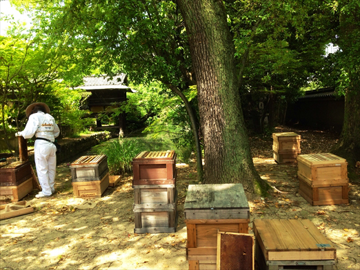 四天王寺のミツバチ