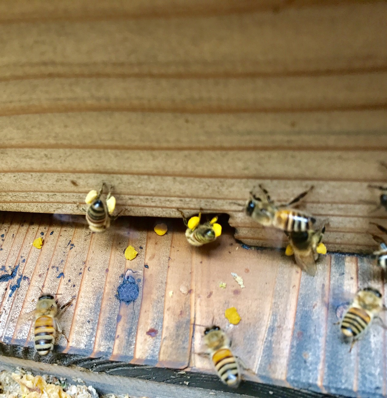 イベント 出店ご案内 続々 Npo法人 梅田ミツバチプロジェクト